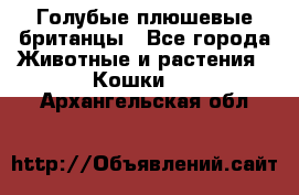 Голубые плюшевые британцы - Все города Животные и растения » Кошки   . Архангельская обл.